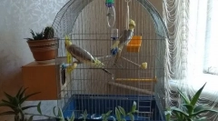 Kje dati celico s papiga